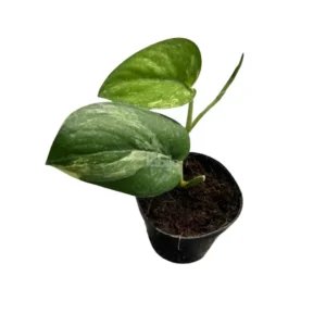 Scindapsus Jade Satin Variegated