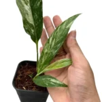 Rhaphidophora Megasperma Variegated