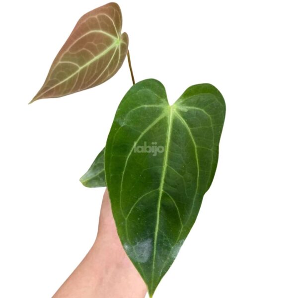 a hand hold anthurium magnificum