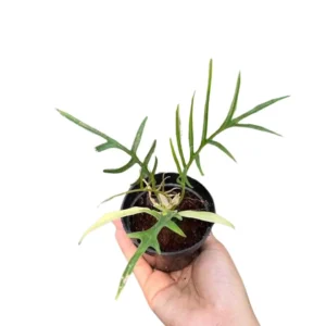 Philodendron Tortum