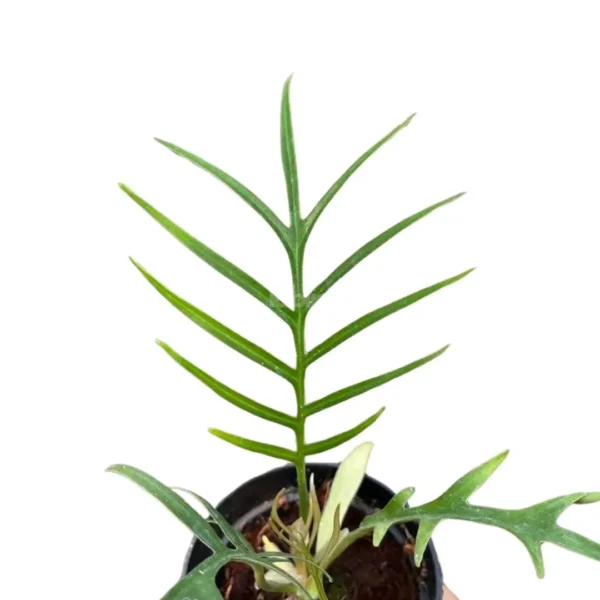 Philodendron Tortum Plants
