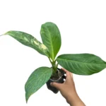 Dieffenbachia Big Ben