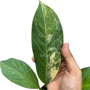 Dieffenbachia Big Ben Leaves