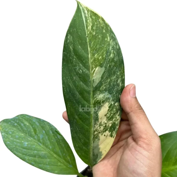 Dieffenbachia Big Ben Leaves