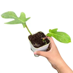 Philodendron Squamiferum