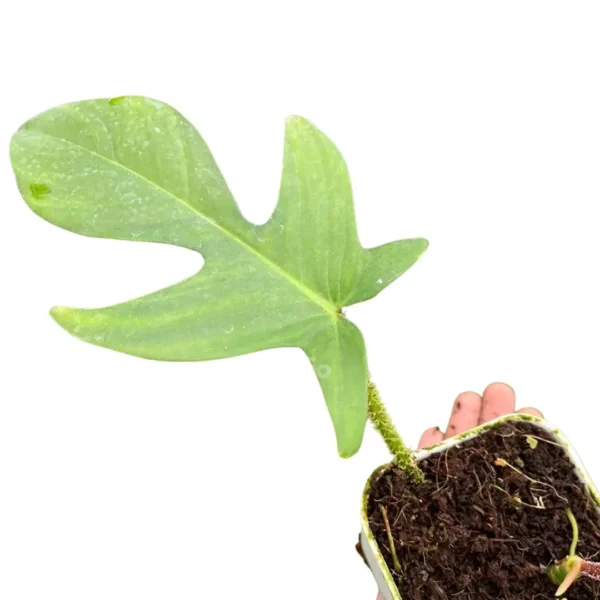 Philodendron Squamiferum Leaves