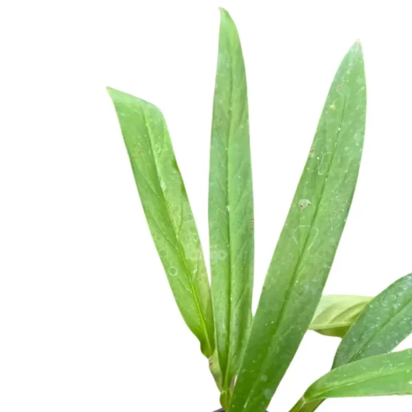 Rhaphidophora Angustata Leaves
