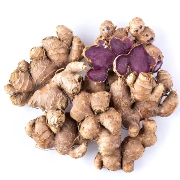 Kaempferia parviflora for sale