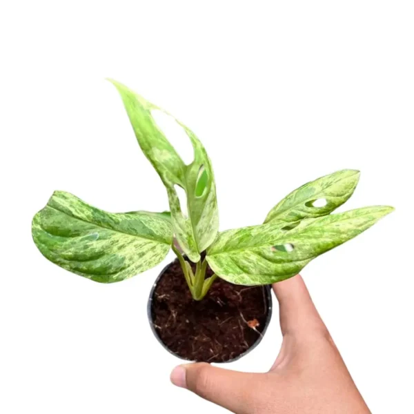 Monstera Adansonii Variegated