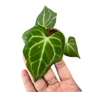 Anthurium clarinervium