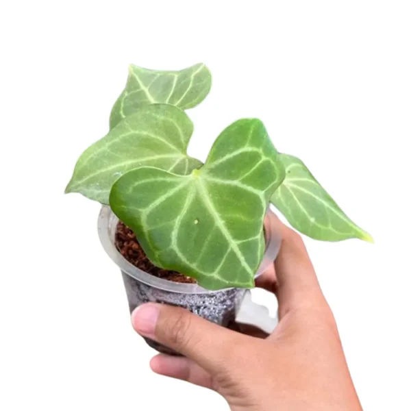 Anthurium clarinervium for sale