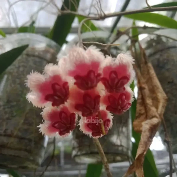 Hoya sulawesiana flower