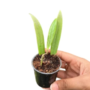 Hoya sulawesiana plants