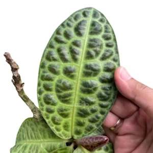 Labisia turtle leaves