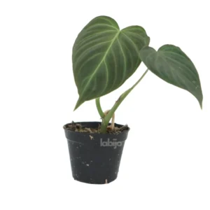 Philodendron splendid
