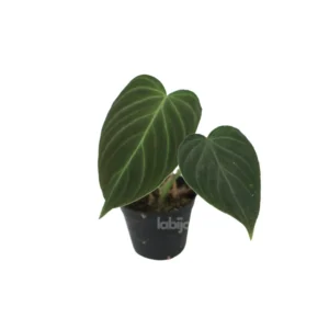 Philodendron splendid plants