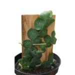 Rhaphidophora cryptantha