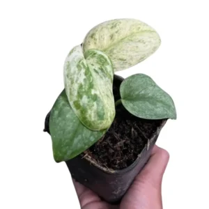Scindapsus exotica var