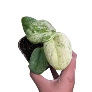 Scindapsus exotica variegata