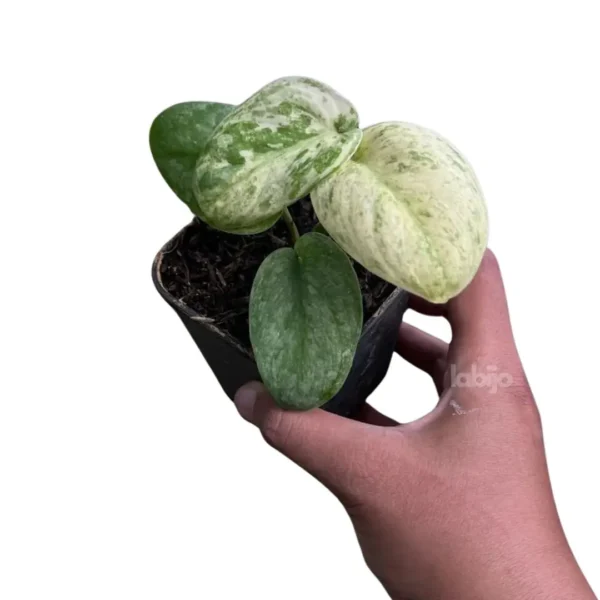Scindapsus exotica variegated