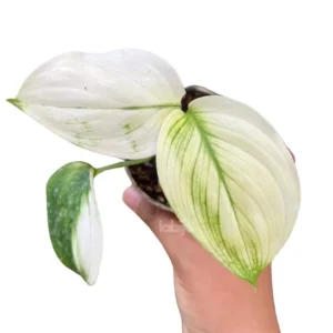 Scindapsus white monster