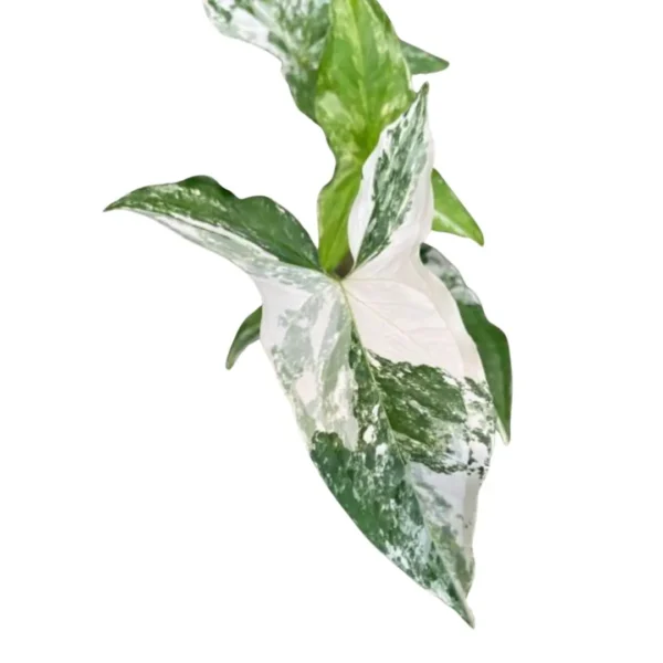 Syngonium albo var
