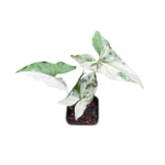 Syngonium albo variegata