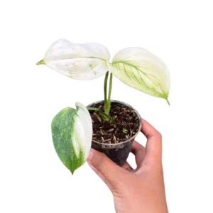 White monster scindapsus