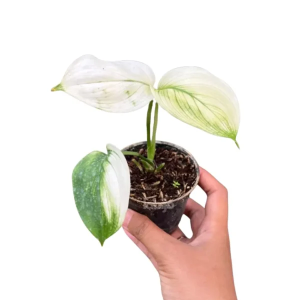 White monster scindapsus