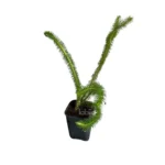 Huperzia squarrosa