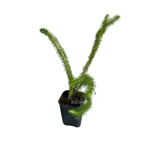 Huperzia squarrosa