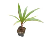 Bottle palm