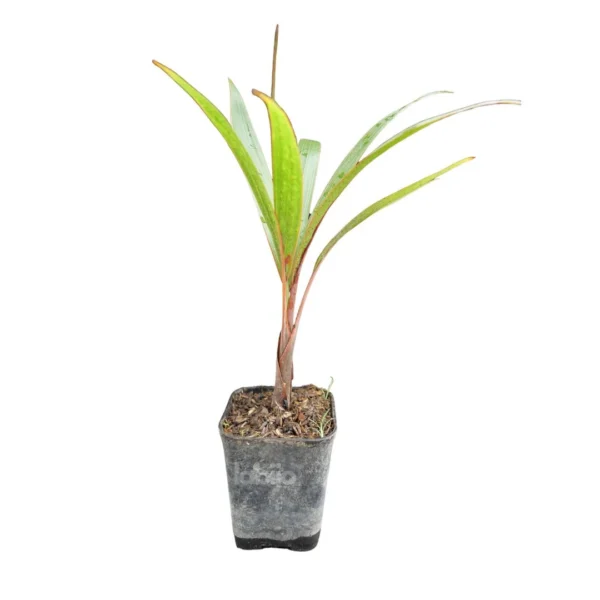 Hyophorbe lagenicaulis