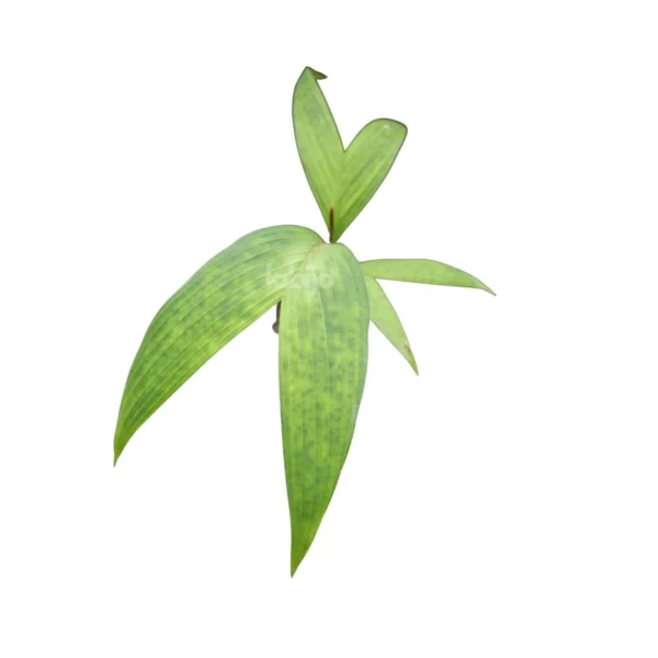 Licuala maculata palm