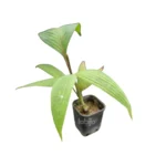 Palm licuala maculata